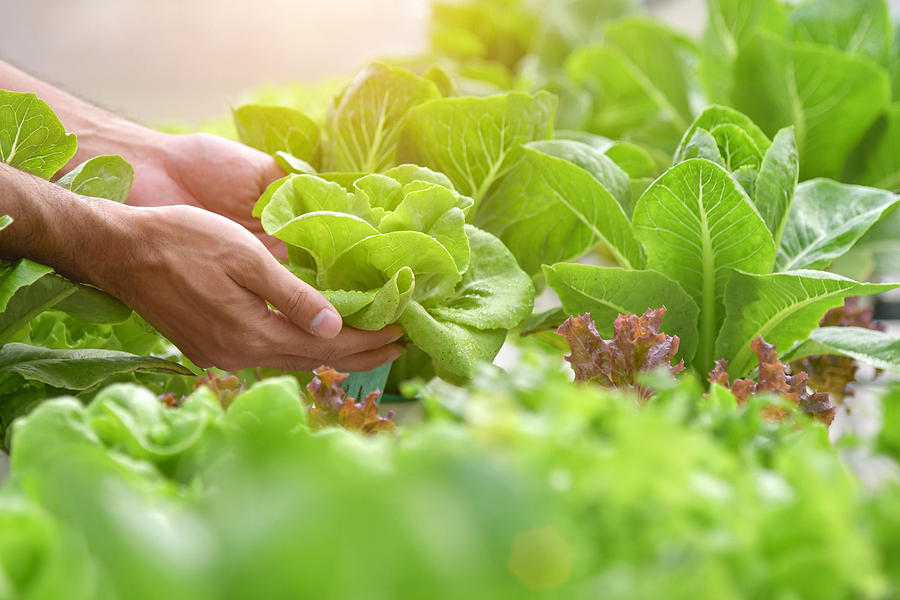 lettuce growing in greenhouse